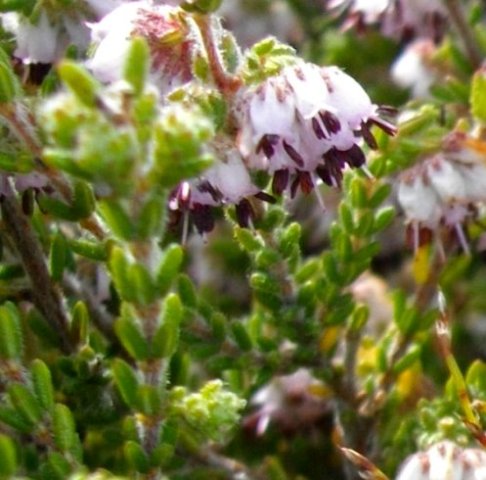 Erica ericoides leaves
