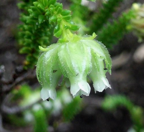 Erica fairii flowers