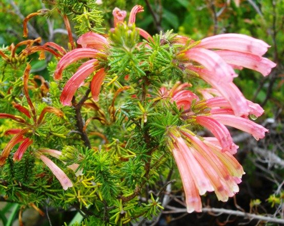 Erica glandulosa