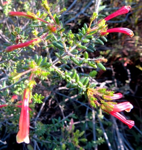 Erica glandulosa subsp. fourcadei