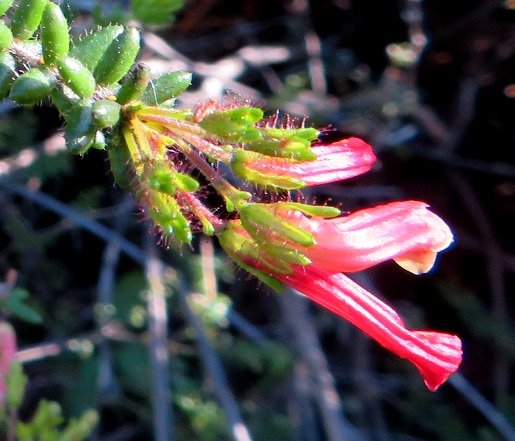 Erica glandulosa subsp. fourcadei flowers