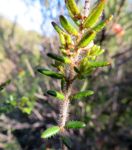 Erica glandulosa subsp. fourcadei older leaves