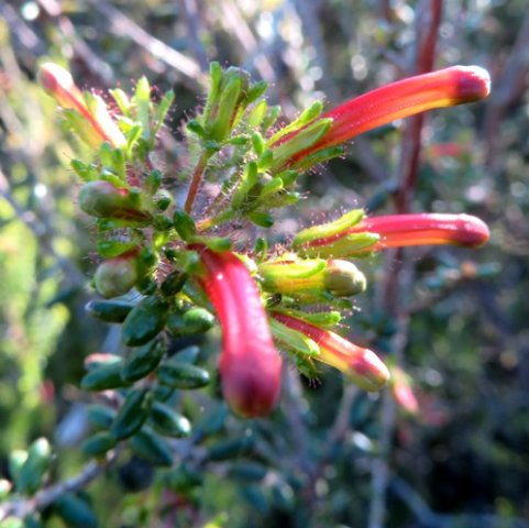 Erica glandulosa subsp. fourcadei buds in different stages