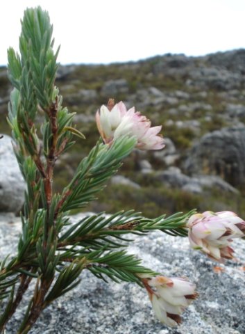 Erica glauca var. elegans leaves
