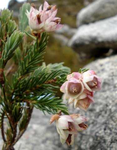Erica glauca var. elegans