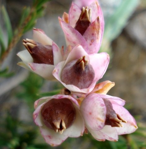 Erica glauca var. elegans promising packages