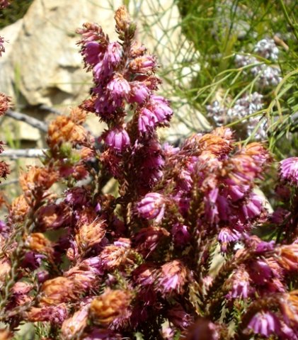 Erica globiceps subsp. consors, some leaves visible