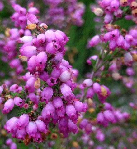 Erica gracilis