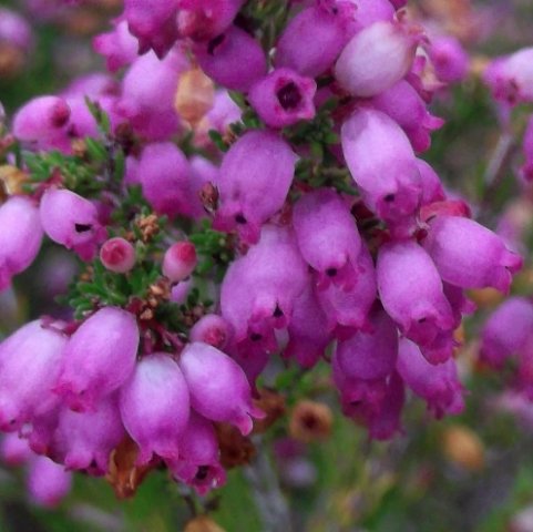 Erica gracilis flowers