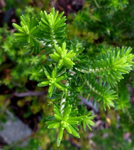 Erica halicacaba leaves from the top