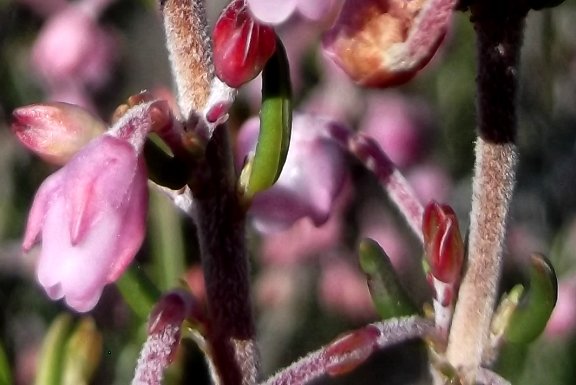 Erica irregularis floral bracts and bracteoles