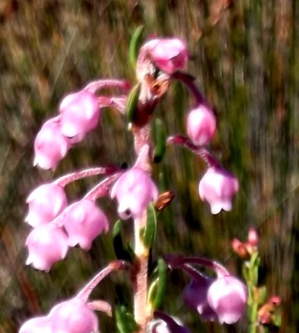 Erica irregularis stem-tip