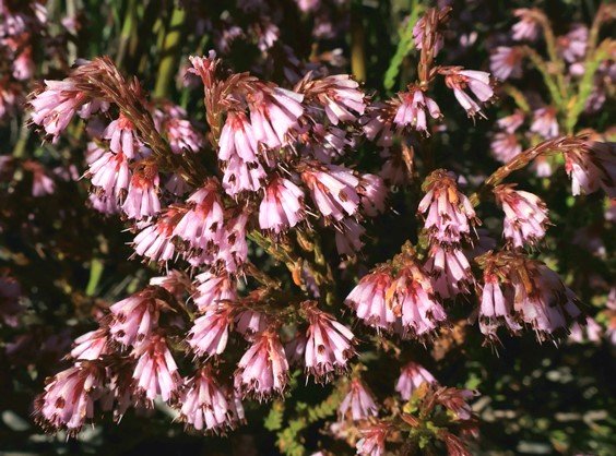 Erica labialis