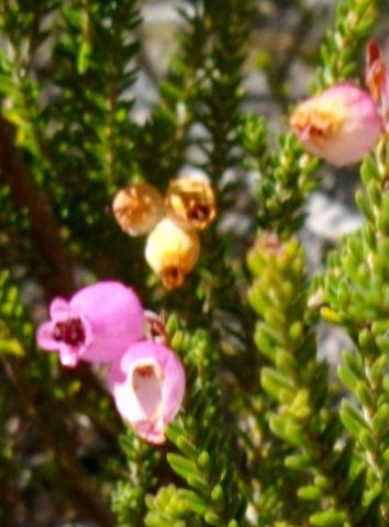 Erica lateralis