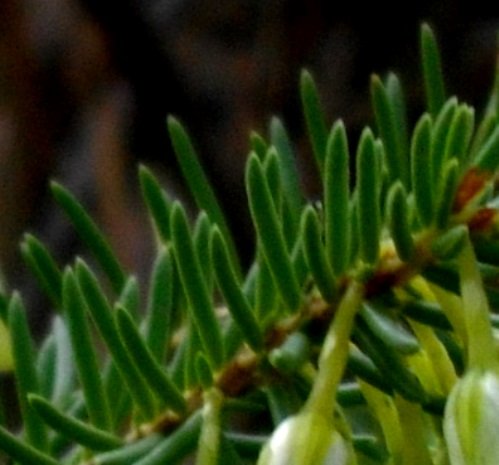 Erica mammosa leaves