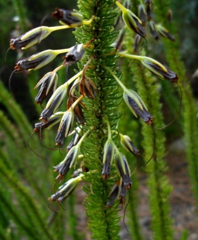 Erica species black corolla cream calyx