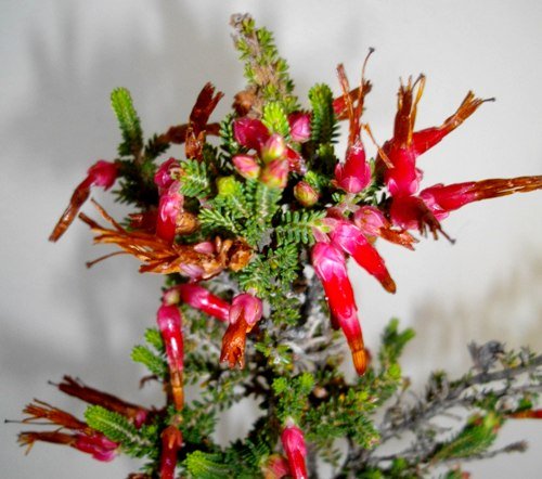 Erica monadelphia
