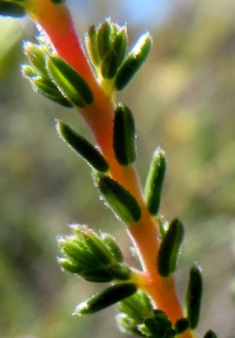 Erica species leaves