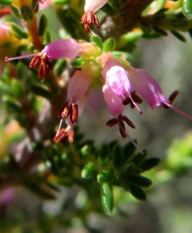 Erica species