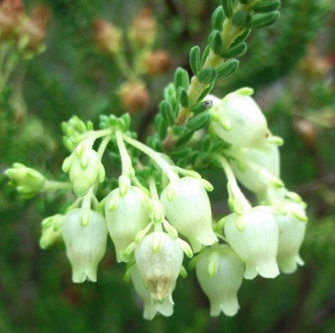 Erica oblongiflora