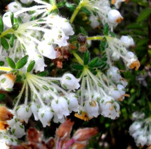 Erica pannosa flowers