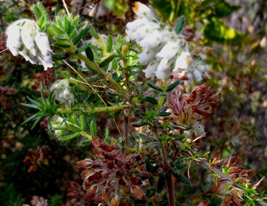 Erica pannosa stems