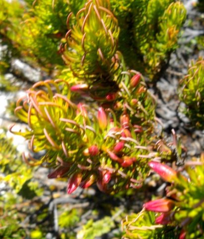 Erica plukenetii claw-like leaves