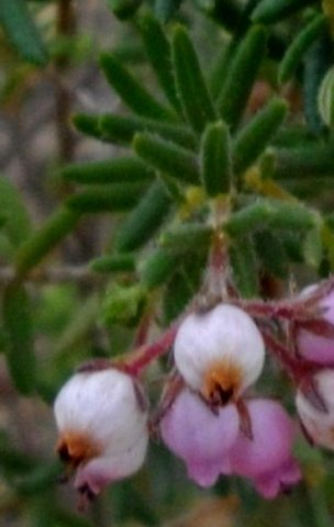 Erica pubescens leaves