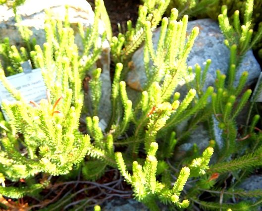 Erica quadrisulcata
