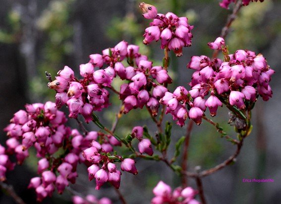 Erica rhopalantha, browntip heath at Varksnoet