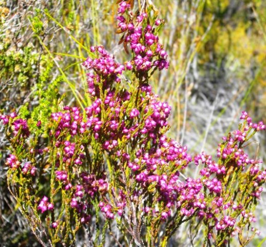 Erica rhopalantha var. rhopalantha