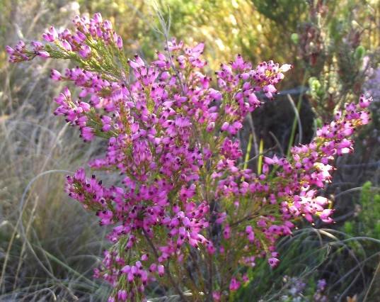 Erica rosacea subsp. rosacea leaves