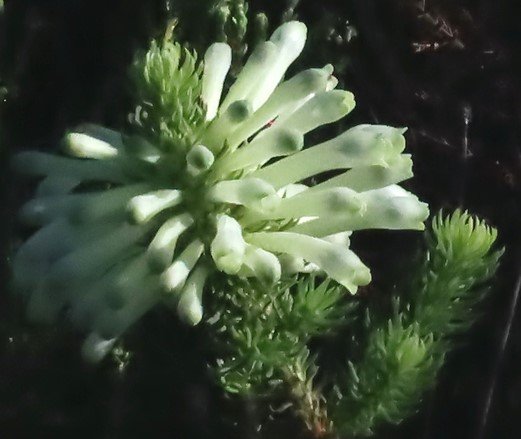 Erica sessiliflora on the Fernkloof Contour Path