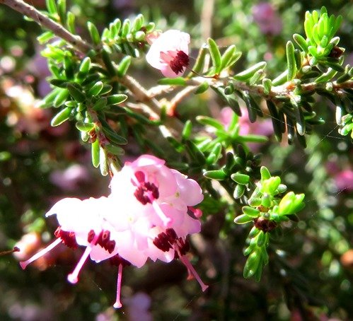 Erica sparsa flowers in the sun