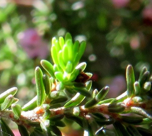 Erica sparsa leaves