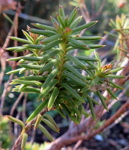 Erica taxifolia stem-tip leaves