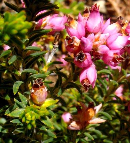 Erica taxifolia