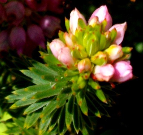 Erica taxifolia buds and leaves