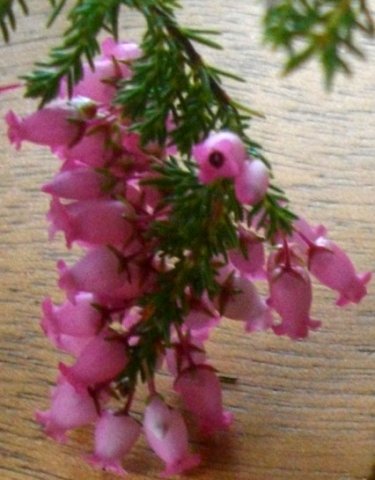Erica tenella flowers