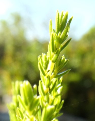 Erica unicolor subsp. georgensis leaves