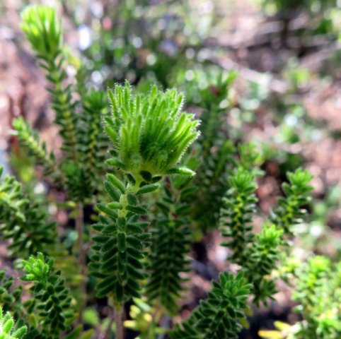 Erica unicolor subsp. mutica leaves