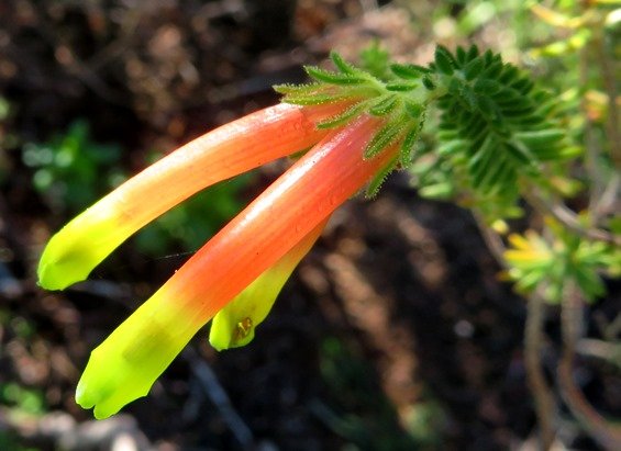 Erica unicolor subsp. mutica buds ready to open