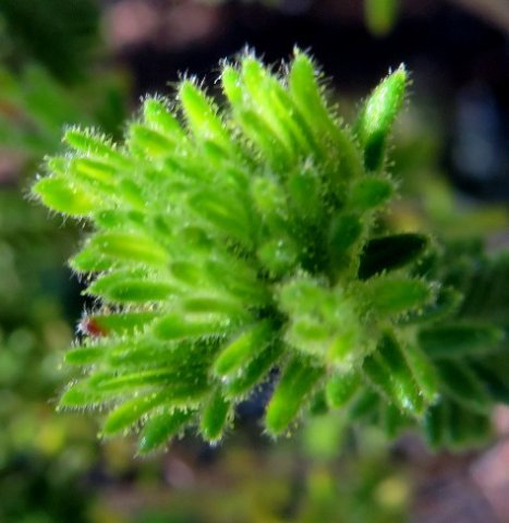 Erica unicolor subsp. mutica branching leaf cluster