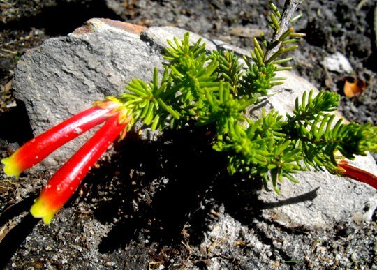 Erica versicolor, an Evanthe