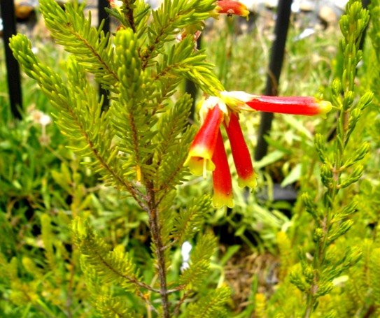 Erica versicolor