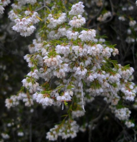 Erica quadrangularis inspired flowering 