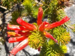 Erica abietina flowers and leaves
