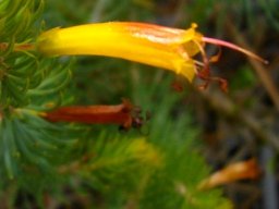 Erica grandiflora subsp. grandiflora