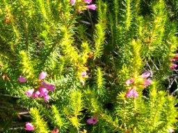 Erica abietina subsp. constantiana