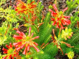 Erica abietina subsp. abietina